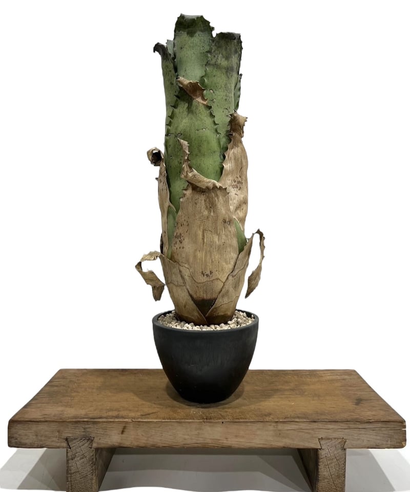 ホヘンベルギア サンドラズ マウンテン選抜個体 「Hohenbergia