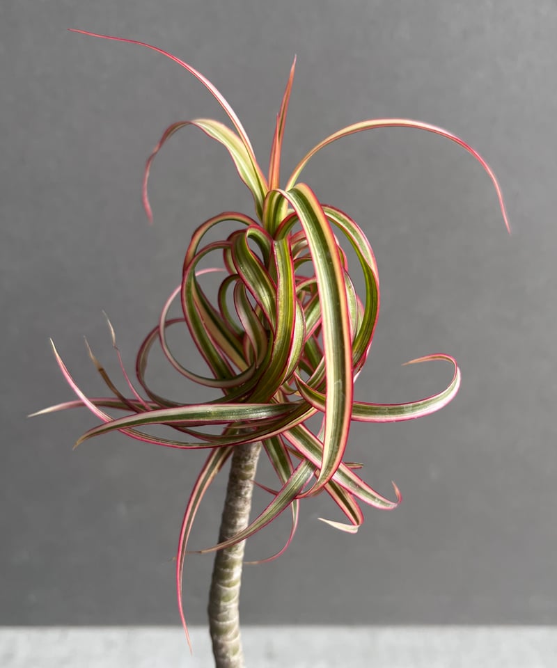ドラセナ キュンティ 「Dracaena concinne Kuhnty 」35A | SHO