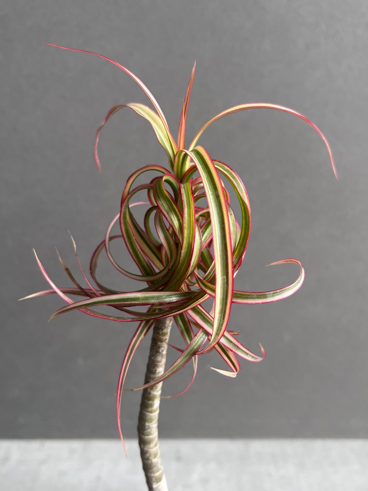 ドラセナ キュンティ 「Dracaena concinne Kuhnty 」35A | SHO