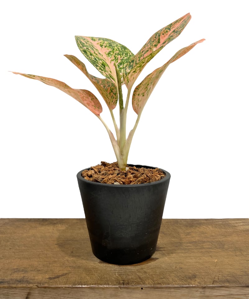 アグラオネマ スターダスト オレンジ「Aglaonema Stardust Orange」44