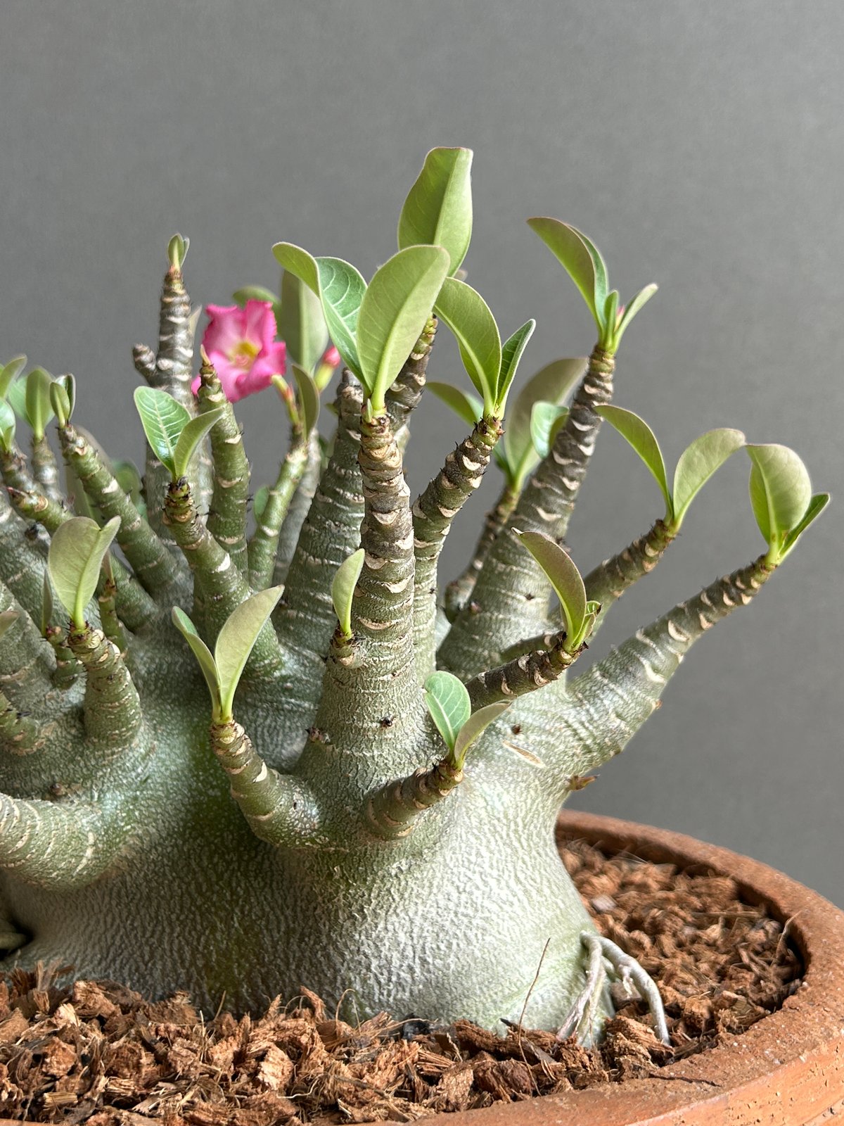 アデニウム　アラビカム アデニウム アラビカム スーパードワーフ “選抜個体” 「Adenium
