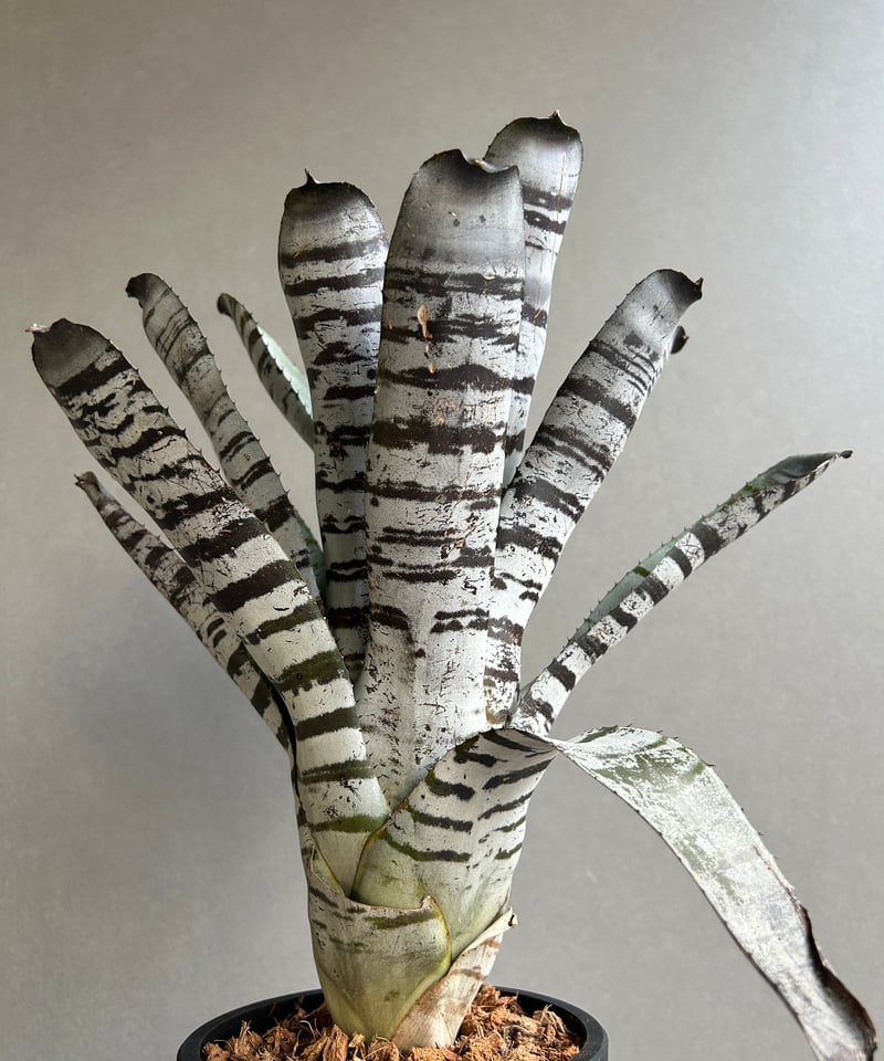 エクメア チャンティニー ブラック セレクト 「Aechmea chantinii Black