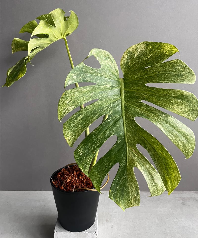 モンステラ プラチナム 「Monstera deliciosa var platinum」54 モンステラ プラチナム 「Monstera deliciosa var platinum」54