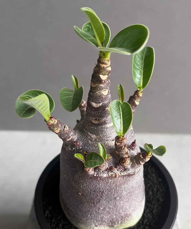 アデニウム アラビカム スーパー ドワーフ “ブラック” 「Adenium