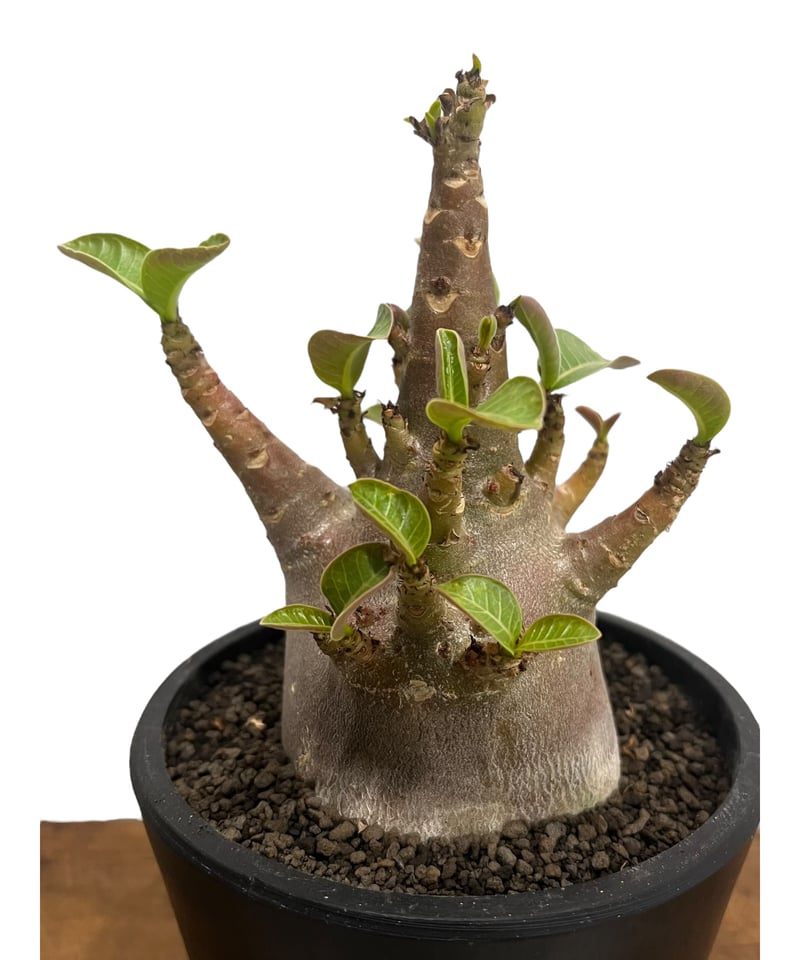 アデニウム アラビカム ドワーフ “ブラック” 「Adenium arabicum
