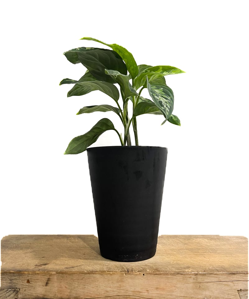 アグラオネマ ピクタム トリカラー「Aglaonema pictum tricolor アグラオネマ ピクタム トリカラー「Aglaonema pictum tricolor