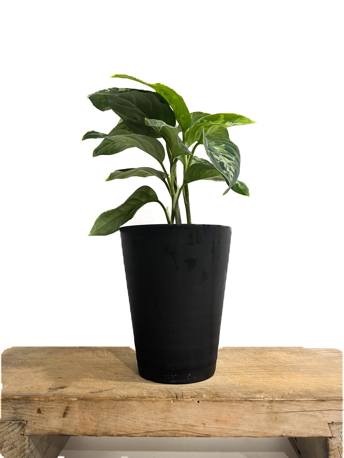 アグラオネマ ピクタム トリカラー「Aglaonema pictum tricolor」4/5