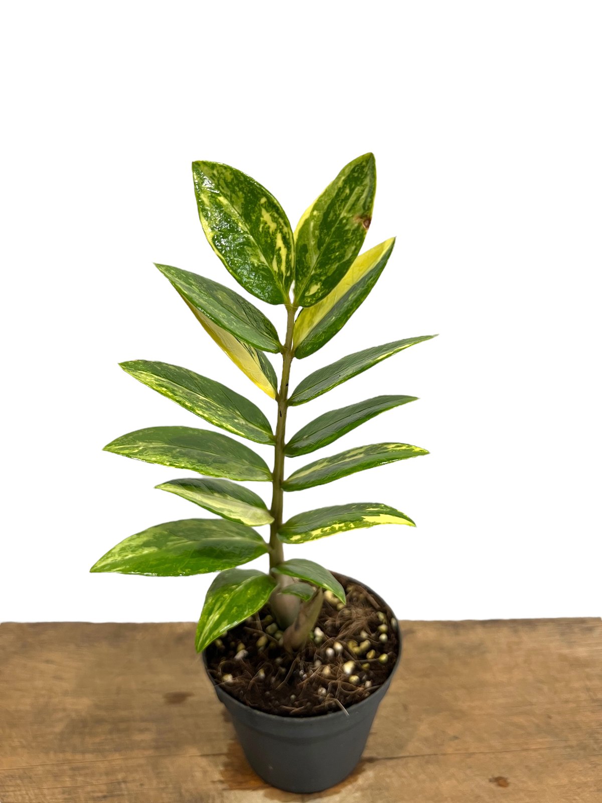 ザミオクルカス 斑入 「Zamioculcas Zamiifolia Variegated」3