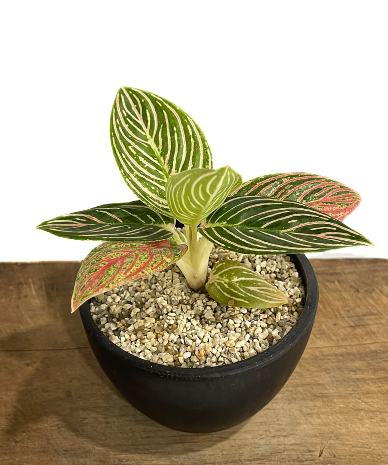 アグラオネマ ゴールデンホープ「Aglaonema Golden Hope」42F-1