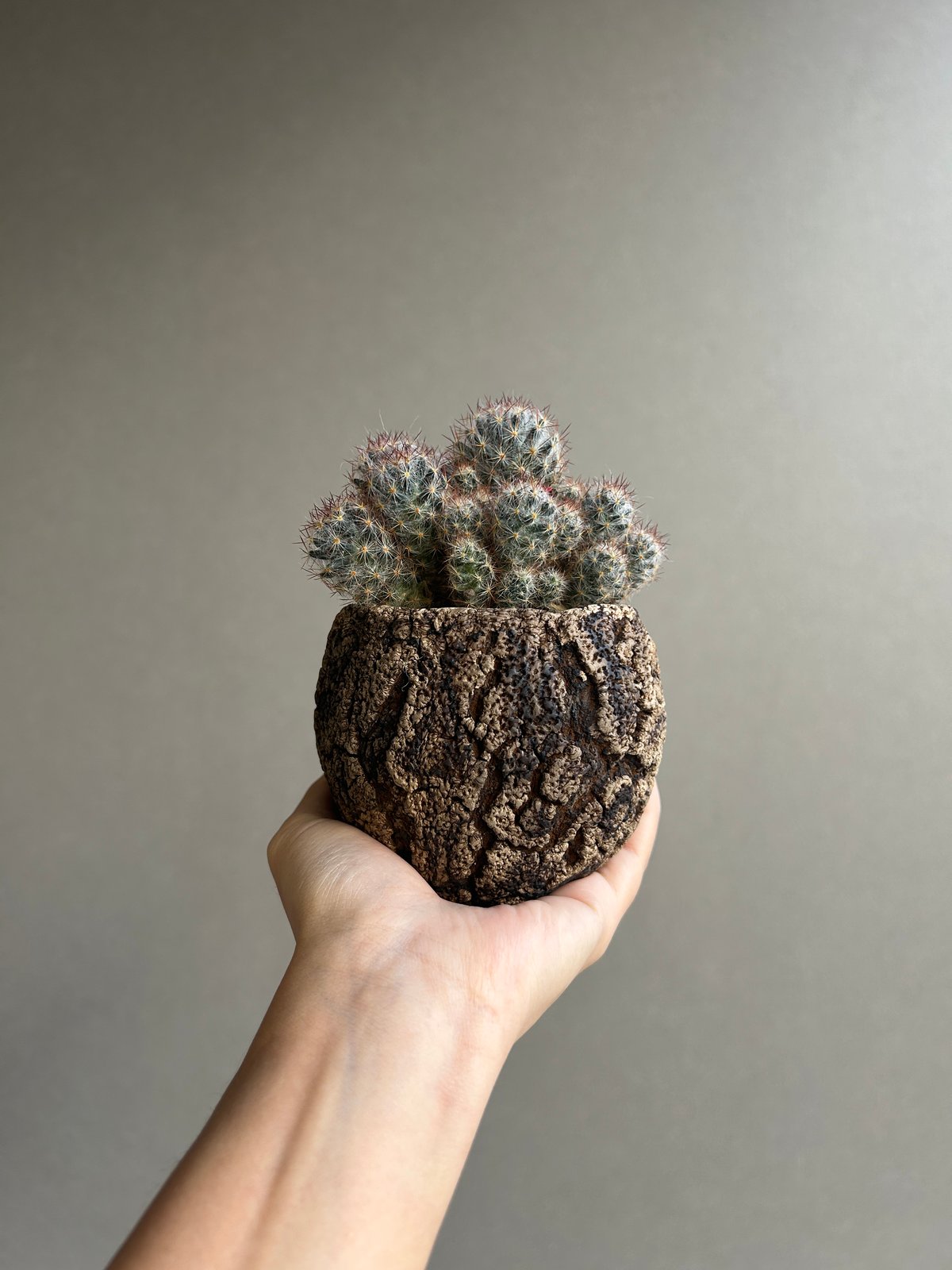 マミラリア 松霞+ plantsmonsters pot 「Mammillaria multi