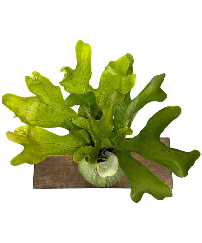 ビカクシダ X メンテロッシイ 「Platycerium “X Mentelosii “」98 ビカクシダ X メンテロッシイ 「Platycerium “X Mentelosii “」98