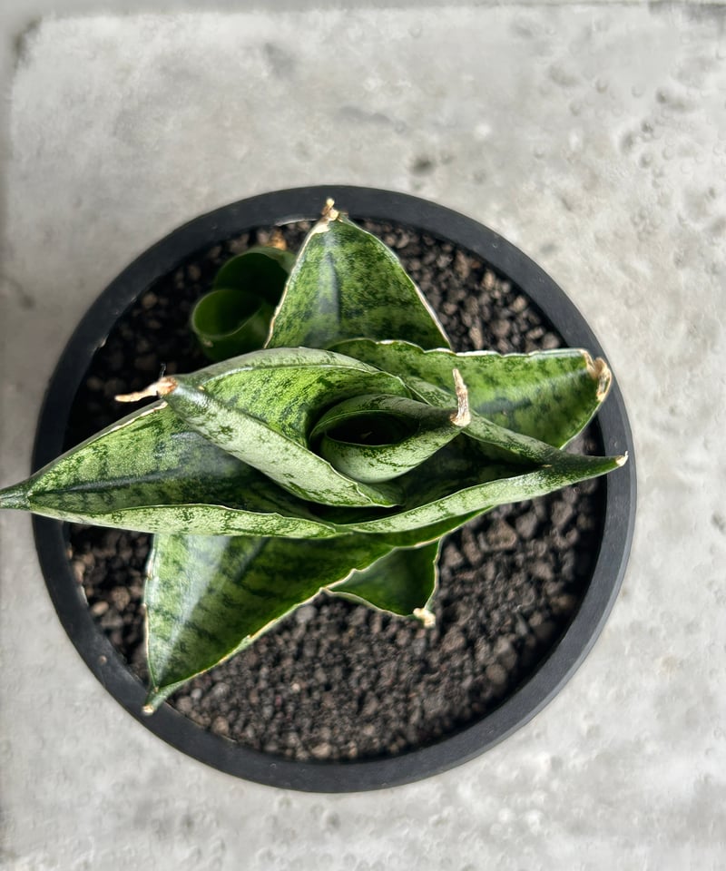 サンセベリア インフィニティ「Sansevieria Infinity 」57I | SHOU