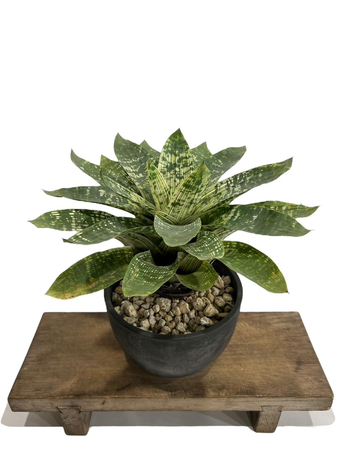 Vriesea 'Josefa Leon'〔フリーセア〕現品発送V129 Vriesea 'Josefa Leon'〔フリーセア〕現品発送V129 送料無料】Vriesea