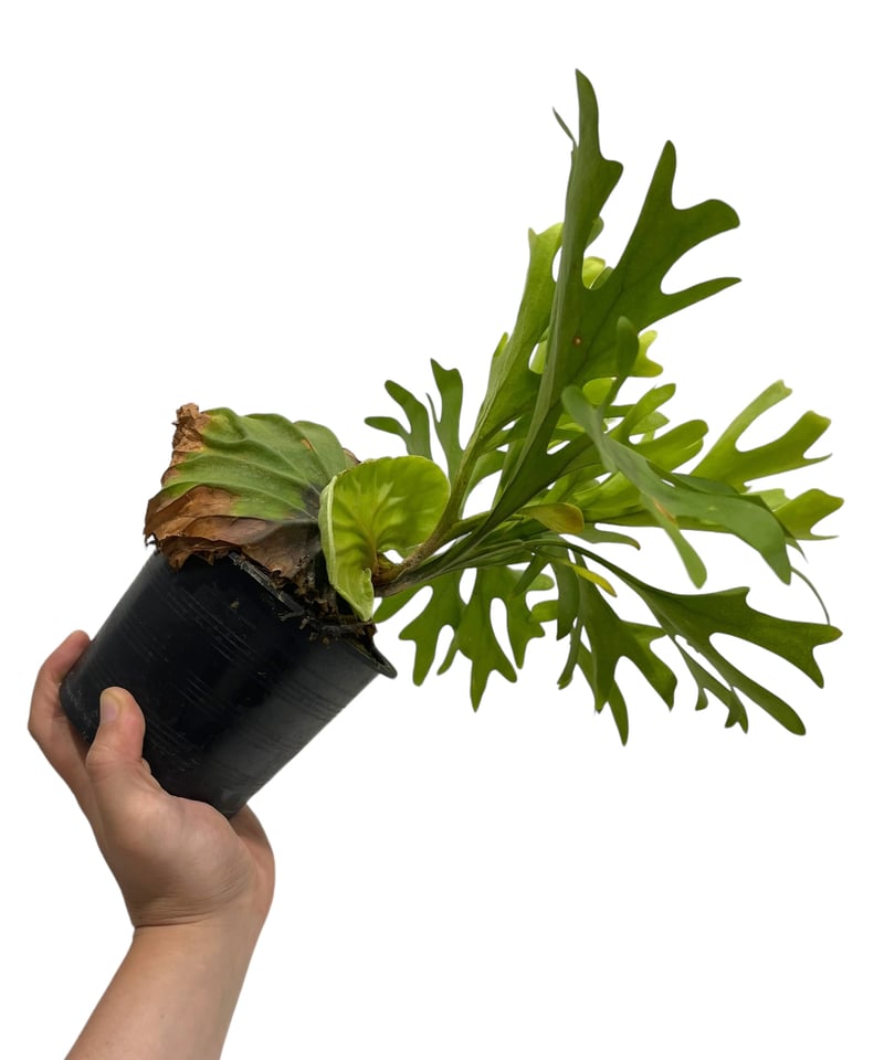 ビカクシダ リドレイ(by ヌクル) 「Platycerium ridleyi (by Nuk