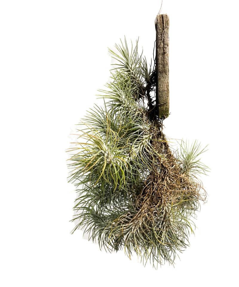 ティランジア フンキアナ レクルビフォリア「Tillandsia funckiana var