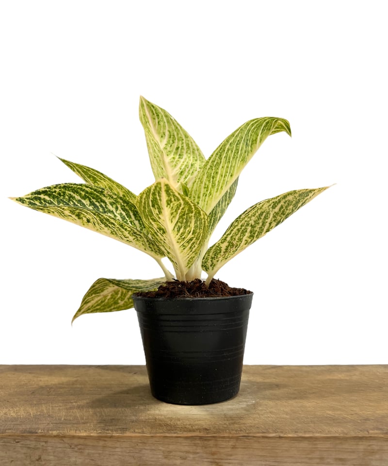 アグラオネマ アグラオネマ ピクタム マルチカラー “ANDROMEDA” 本当綺麗な柄