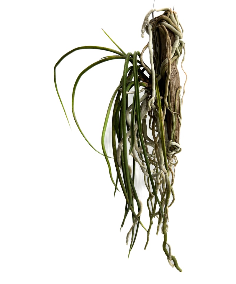 セイデンファデニア ミトラタ 「Seidenfadenia mitrata」3/16-152