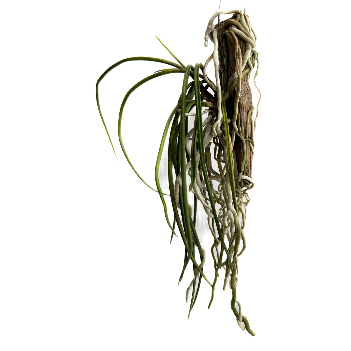 セイデンファデニア ミトラタ 「Seidenfadenia mitrata」3/16-152