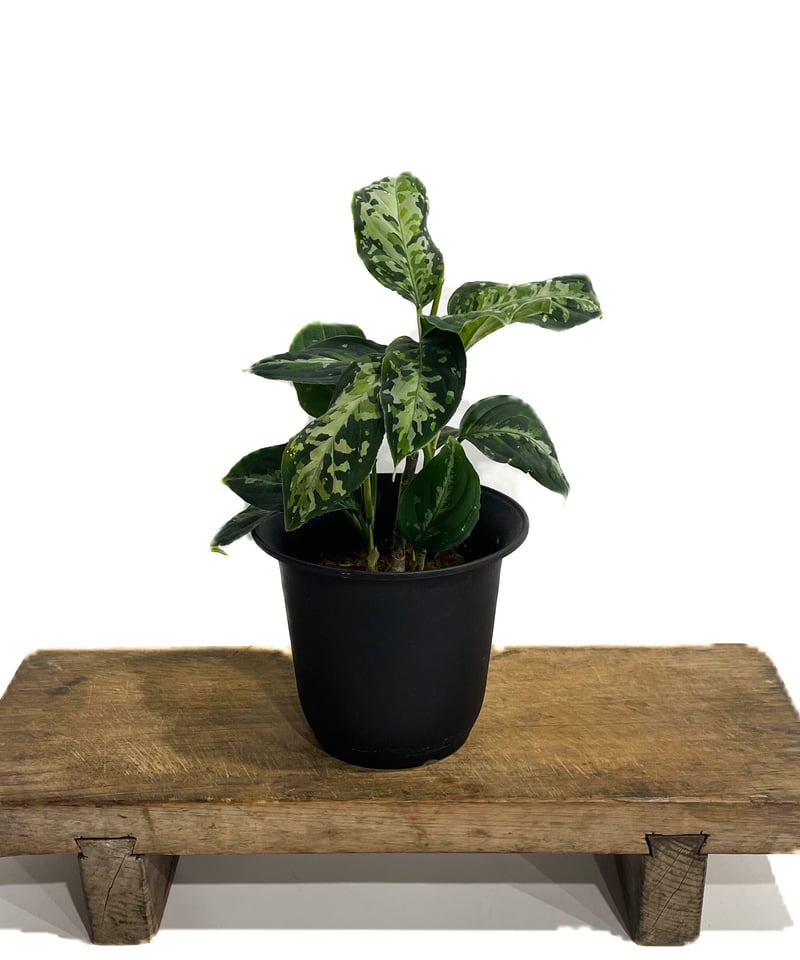 アグラオネマ ピクタム トリカラー「Aglaonema pictum tricolor