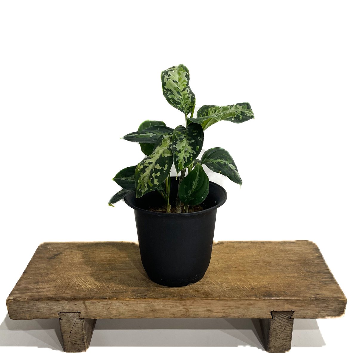 アグラオネマ ピクタム トリカラー「Aglaonema pictum tricolor