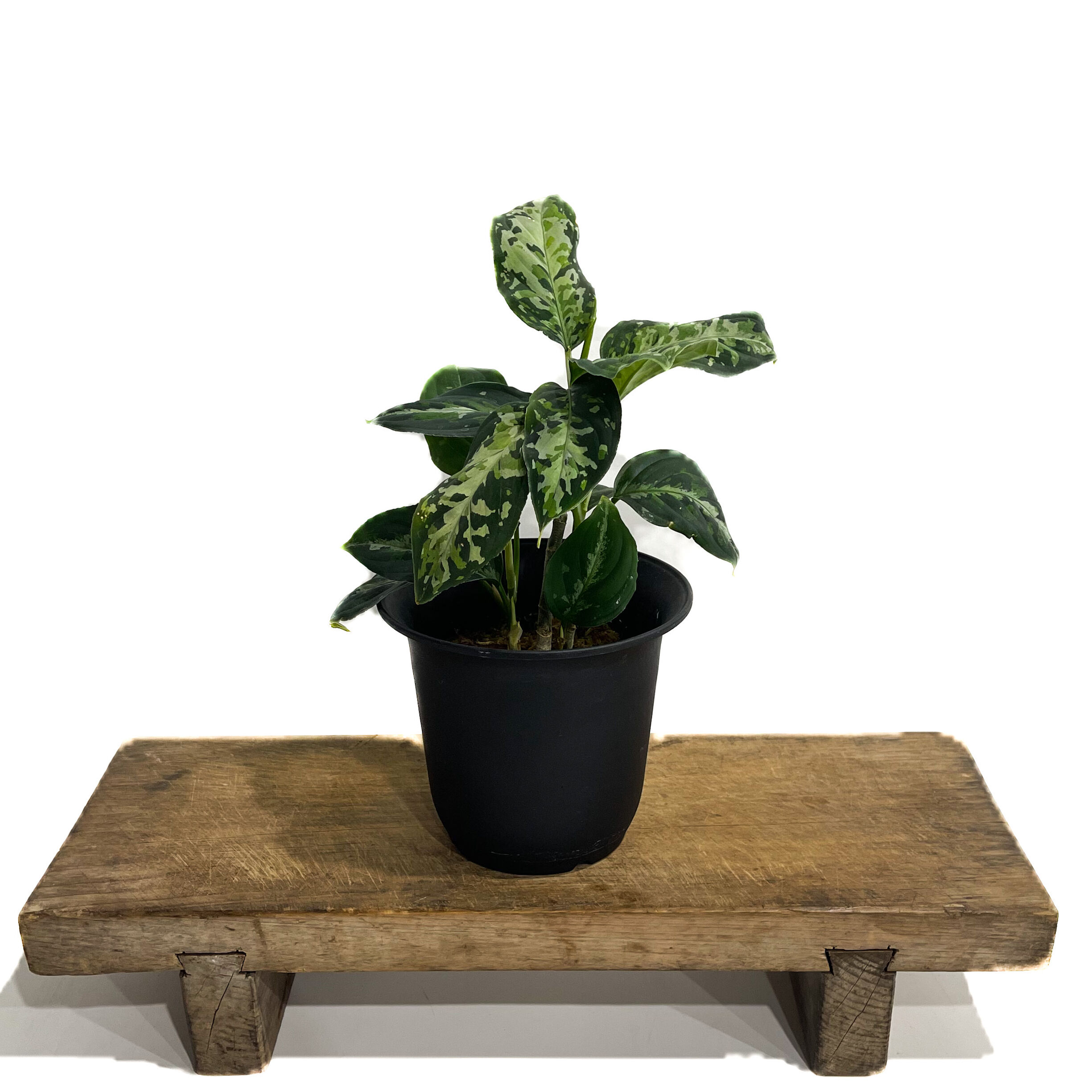 アグラオネマ ピクタム トリカラー「Aglaonema pictum tricolor」6/3