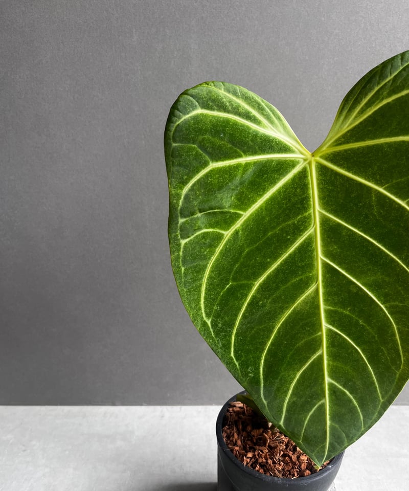 アンスリウム レガレ(コロンビア/ペルー) 「Anthurium regale (Colomb