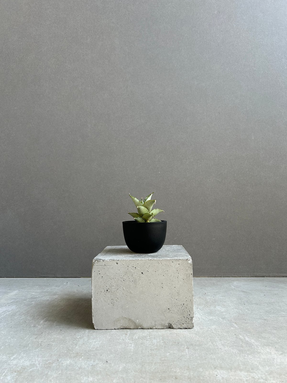 GP Sansevieria Bua Kao サンセベリア ブア カーオ ごりら PLANTS&COFFEE | ． Sansevieria Bua Kao サンセベリア