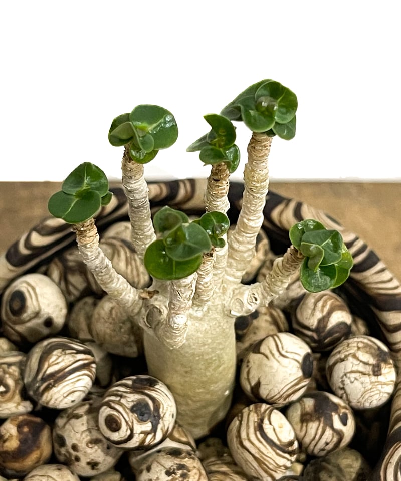 アデニウム D.H.A (獅子葉) ＋pmp「Adenium D.H.A」7/6-954