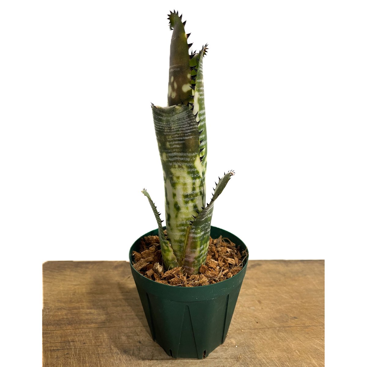 ビルベルギア ドミンゴス マーティンス「Billbergia Domingos ビルベルギア ドミンゴス マーティンス「Billbergia Domingos