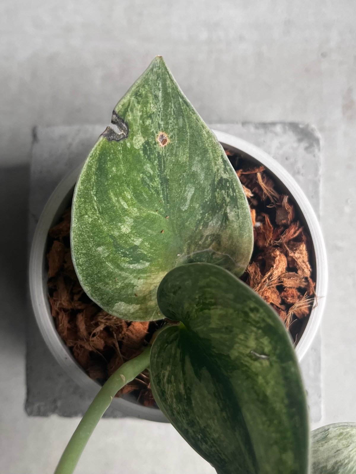 スキンダプサス エキゾチカ ホログラム 「Scindapsus exotica スキンダプサス エキゾチカ ホログラム 「Scindapsus exotica
