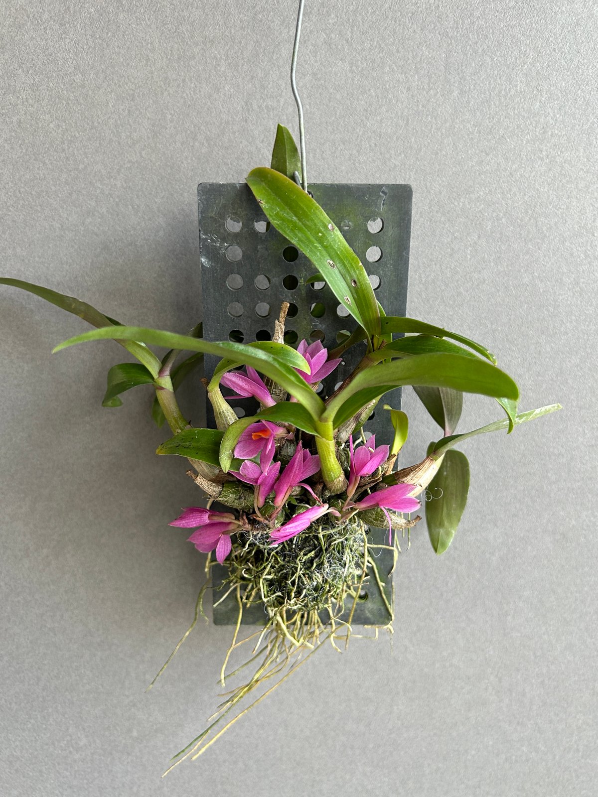 デンドロビウム ヒビキ 「Dendrobium Hibiki」83F | SHOUCHIKUEN