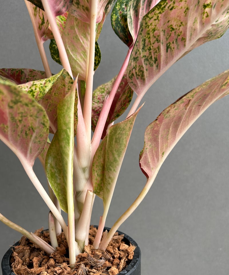 アグラオネマ プラチナム カラット 「Aglaonema Platinum Karat」13G