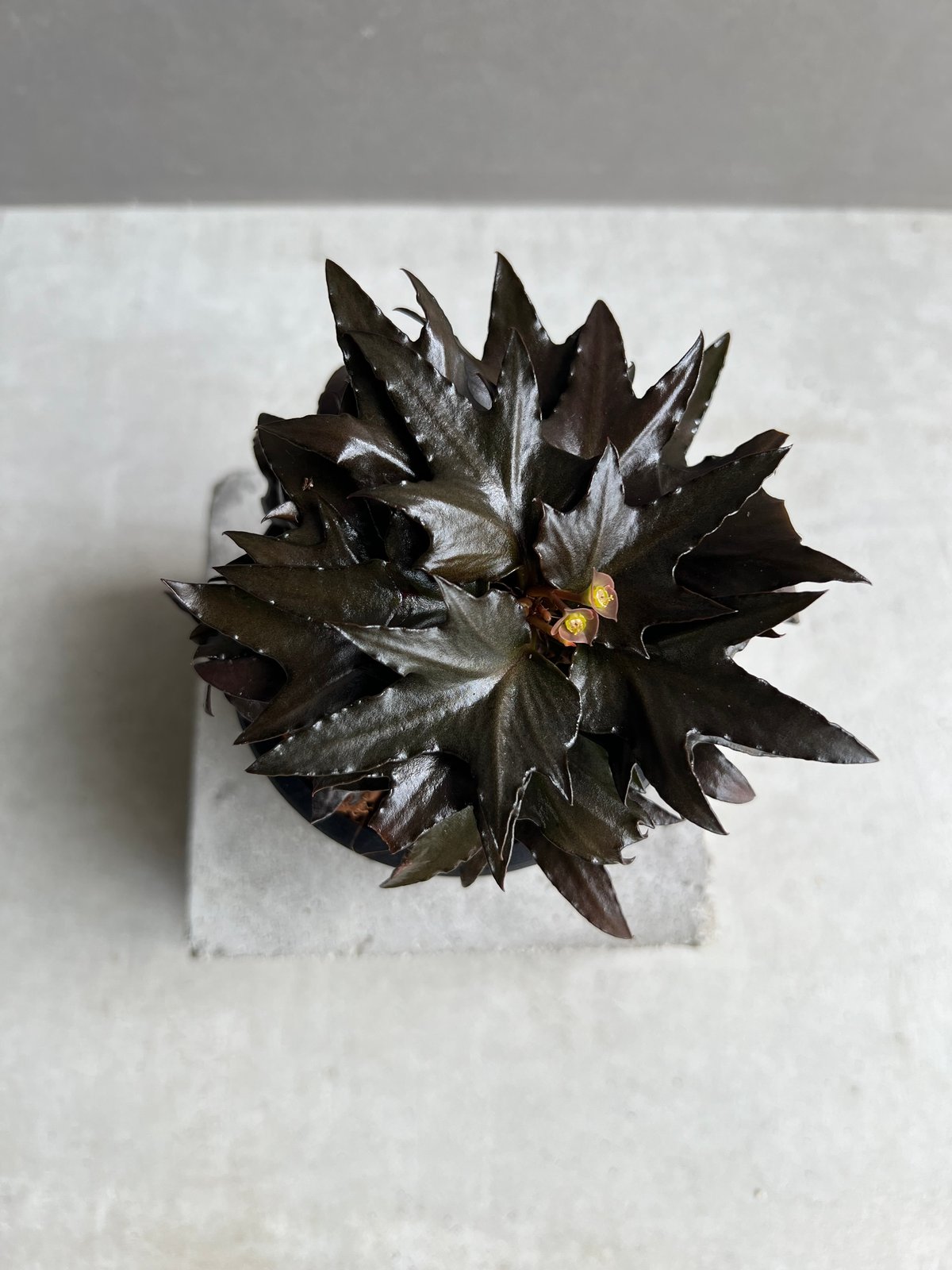 ユーフォルビア フランコイシー “エスプレッソ”「 Euphorbia