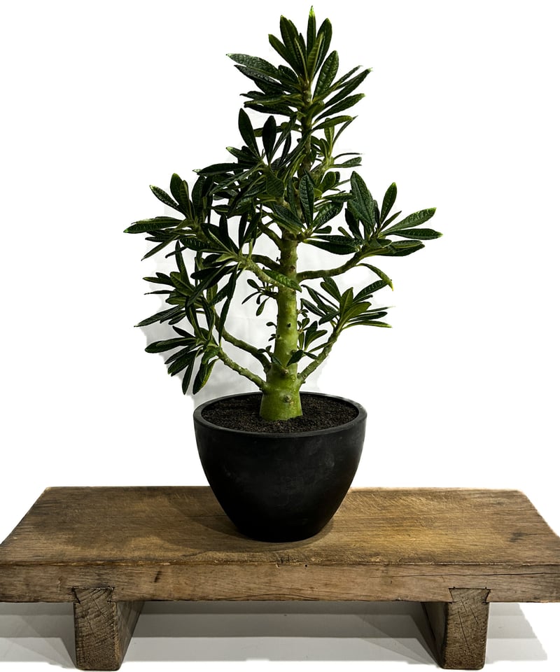 ドルステニア ギガス「Dorstenia gigas」5/12-488 | SHOUCHIKUEN ドルステニア ギガス「Dorstenia gigas」5/12-488 | SHOUCHIKUEN