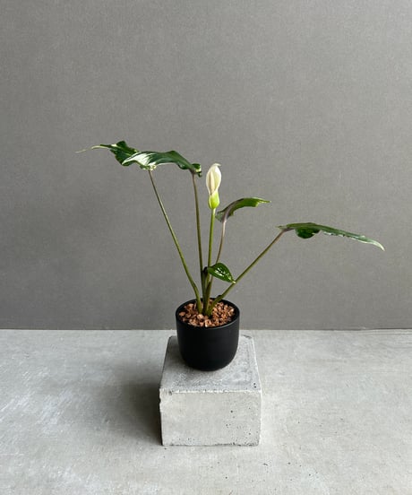 超希少な★フィロデンドロン　ハイブリッド★斑入りA56 フィロデンドロン セローム稀少斑入り(Philodendron selloum