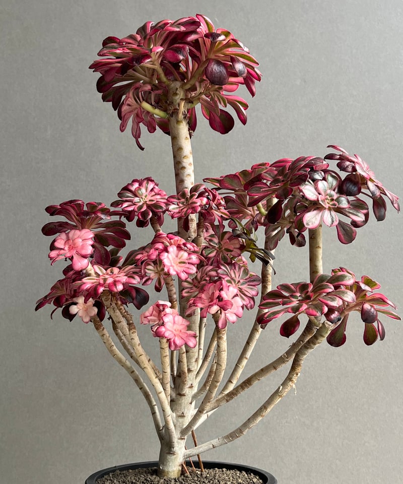 アエオニウム 'シャネル' 「Aeonium 'Chanel'」30N | SHOUCHIKUEN