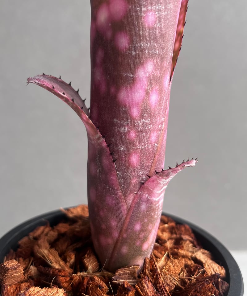 ビルベルギア インセンディアリー デライト 「Billbergia Incendiary De