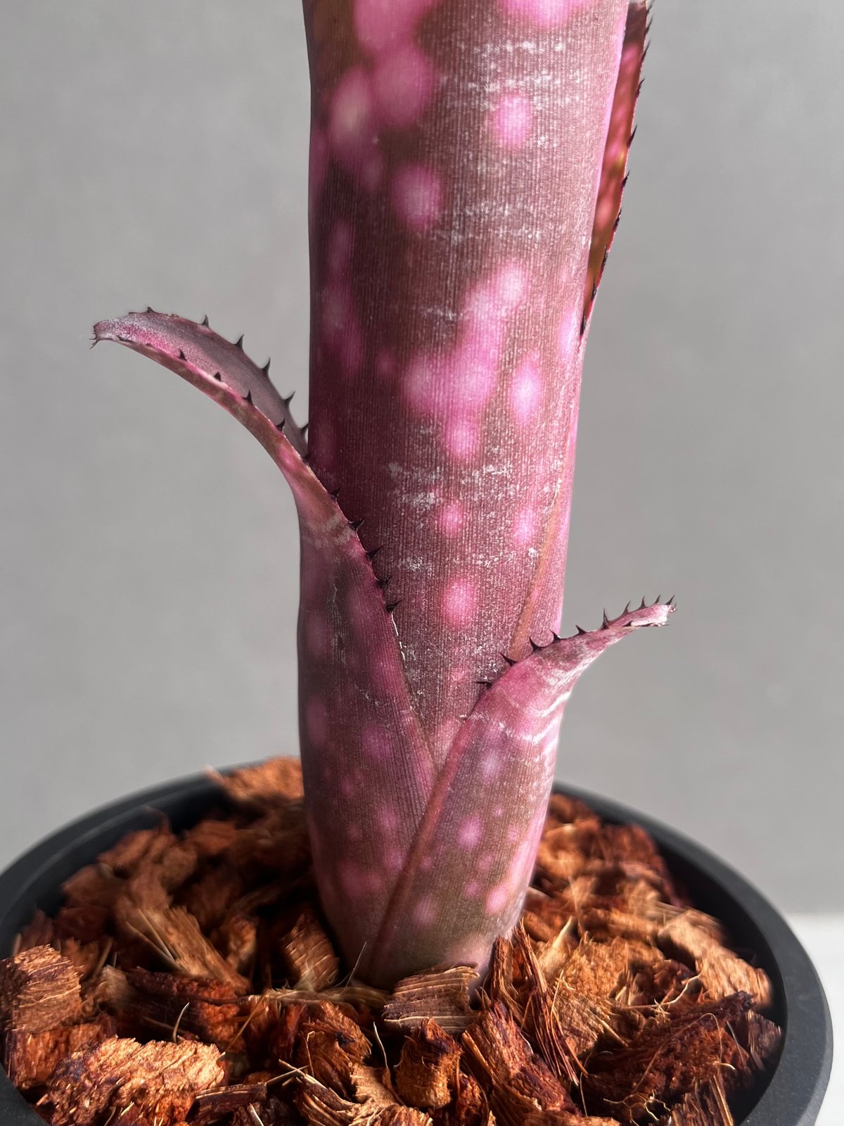 ビルベルギア インセンディアリー デライト 「Billbergia Incendiary De