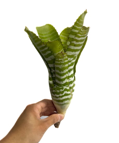 エクメア チャンティニー グリーン「Aechmea chantinii Green」4/5-260