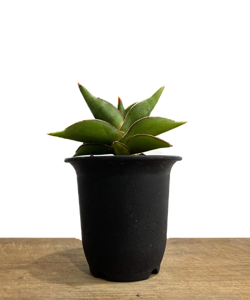 サンセベリア サワディー 「Sansevieria Sawasdee」10/4 | SHOUC