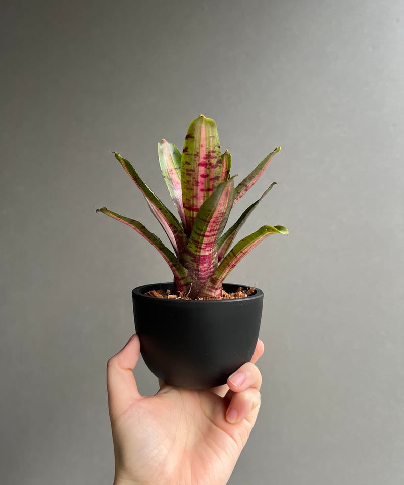 ネオレゲリア アベンチュラ 「Neoregelia Aventura」81C | SHOUCH