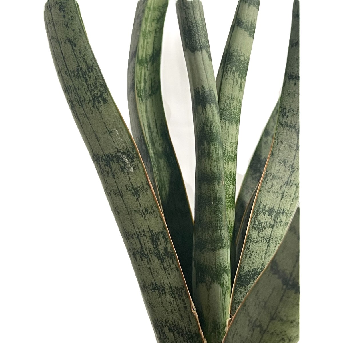 サンセベリア コヨーテ 「Sansevieria Coyote」6/1-705 | SHOUC