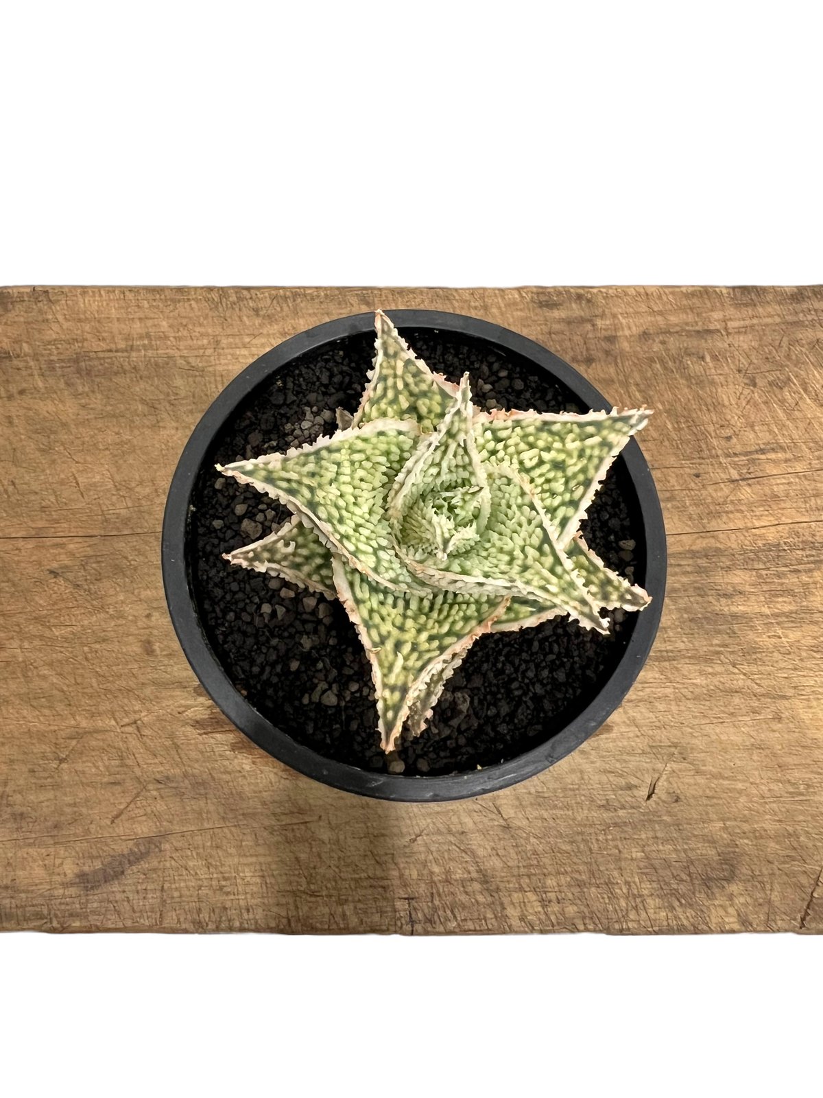 大*地様 アロエハイブリッド 実生(選抜個体) アロエ