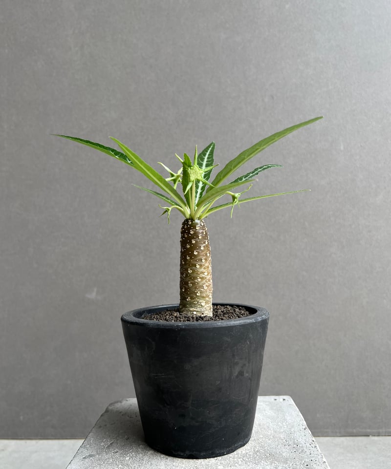 ドルステニア ランキフォリア (実生苗) 「Dorstenia crispa var.lanc