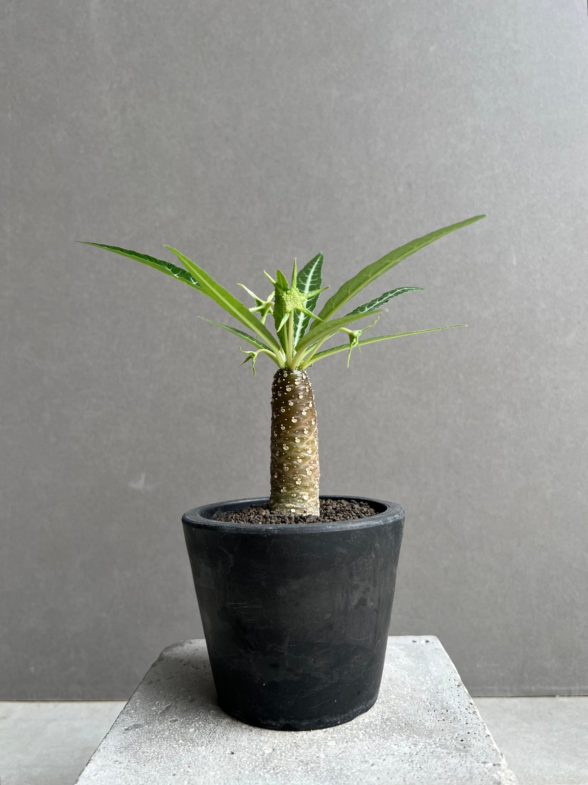 ドルステニア ランキフォリア (実生苗) 「Dorstenia crispa var.lanc