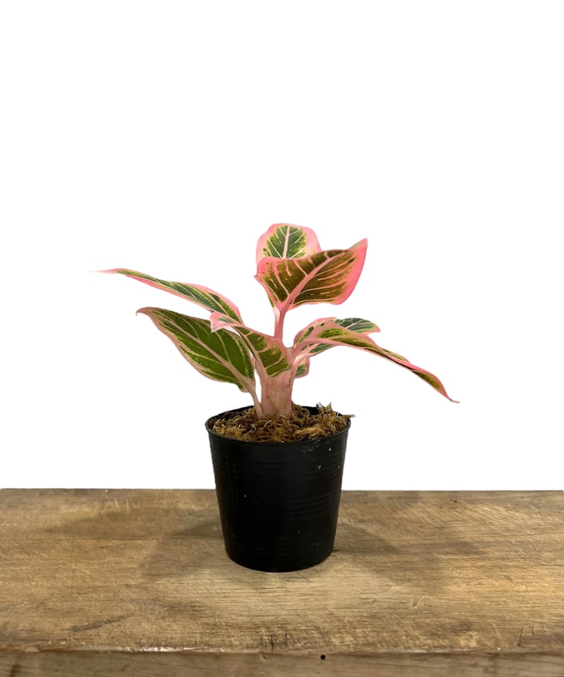h*i様 【veil plants】アグラオネマ　ロータスデライト Amazon｜アグラオネマ ロータス デライト「Aglaonema Lotus