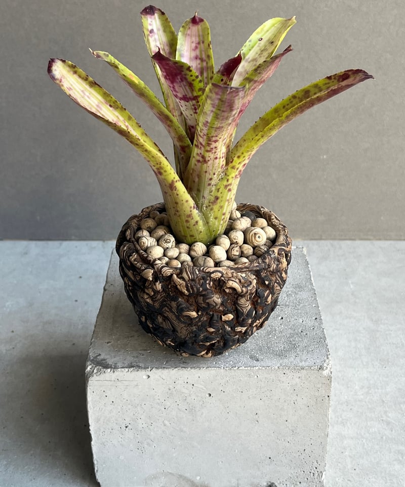 ネオレゲリア クリッシー + plantsmonsters pot 「Neoregelia c