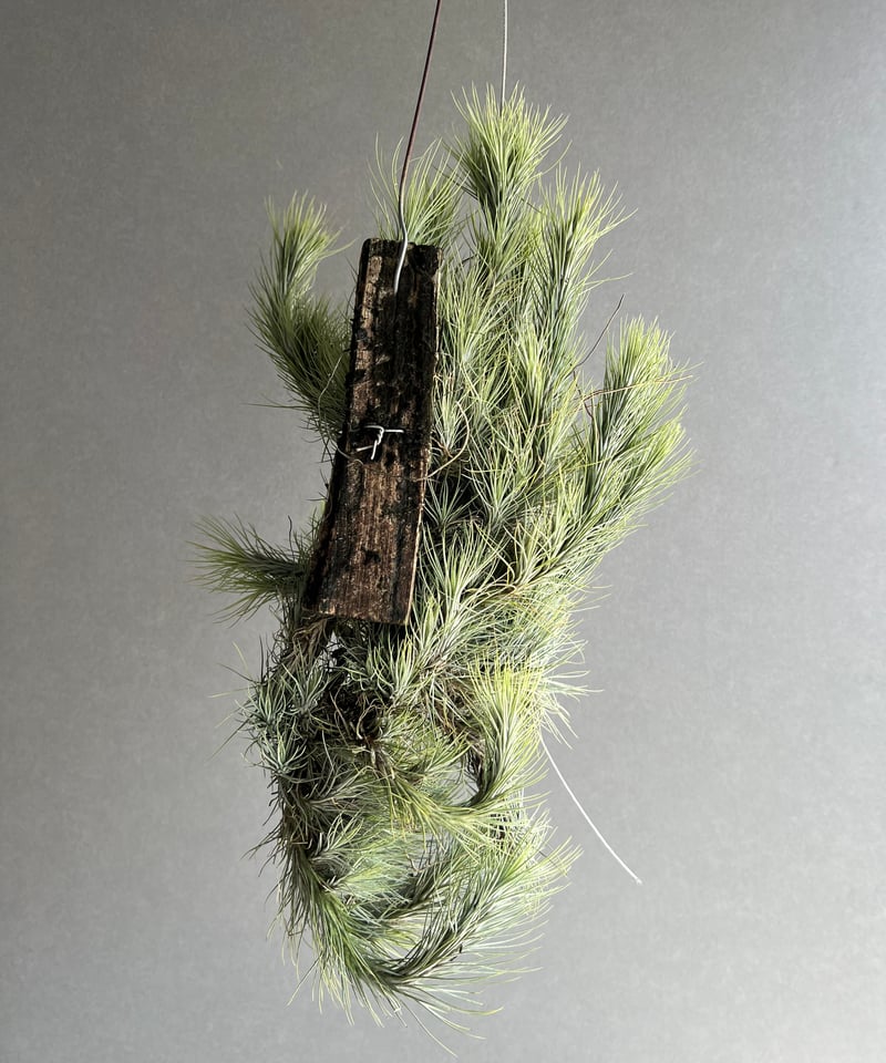 ティランジア フンキアナ クランプ 「Tillandsia funckiana clump」8