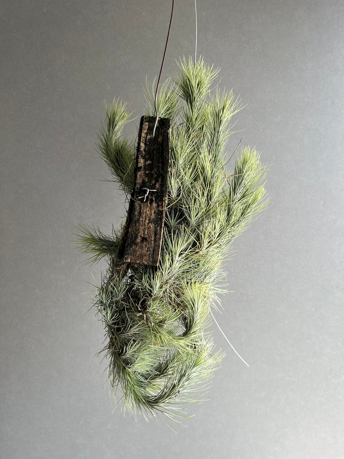 ティランジア フンキアナ クランプ 「Tillandsia funckiana clump」8