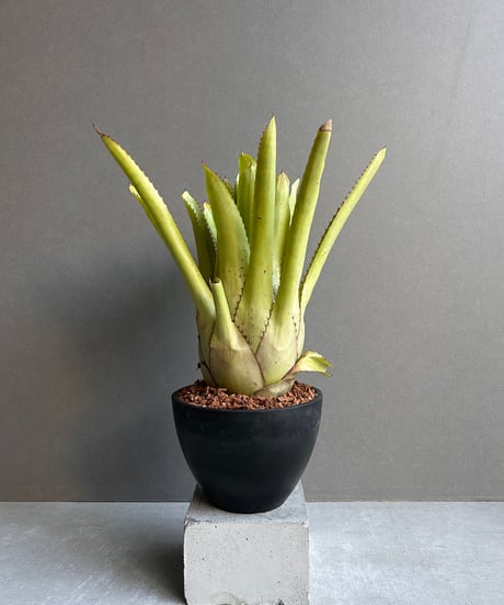 CATEGORY Plants | SHOUCHIKUEN